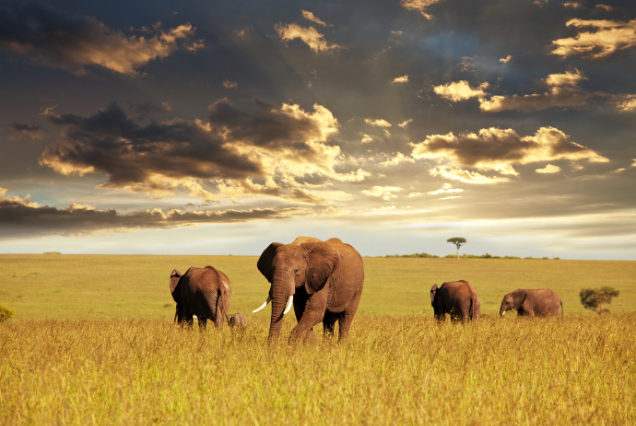 Kenya Safari 3 Nights / 4 Days